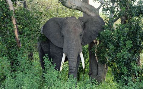 african elephant latest hd wallpapersimages  beautiful