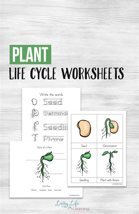life cycle   plant  printable worksheet stacy tornio  february