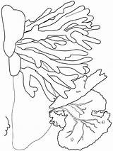 Coral Coloring Reef Pages Seaweed Kids Ocean Color Printable Drawing Sea Barrier Reefs Colouring Great Colorier La Dessin Coloriage Starfish sketch template