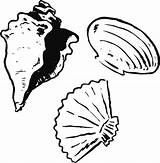 Kerang Mewarnai Seashell Pinclipart Seashells sketch template