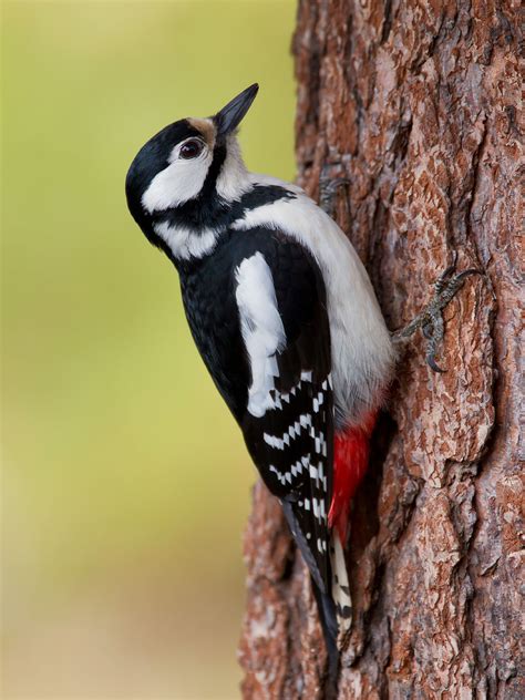 british woodpecker photo id guide birdguides