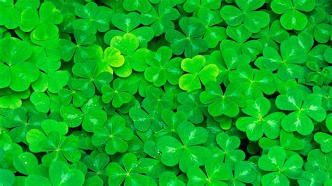 multiple green  leaf clovers hd  leaf clover wallpapers hd