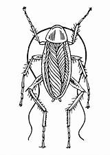 Cucaracha sketch template
