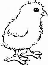 Chick Coloring Pages Baby Chicken Printable Kids Cute Print Color Sheets Little Cartoon Getcolorings Animals Children Choose Board Coloringfolder sketch template