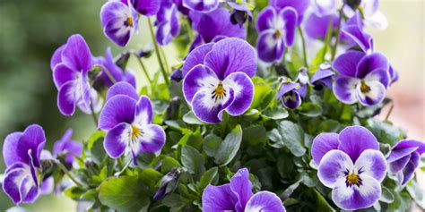 Soprattutto un pozzo da giardino in pietra fa un'ottima figura: Le viole piÃ¹ belle per il giardino e il davanzale. VarietÃ , foto - Cose