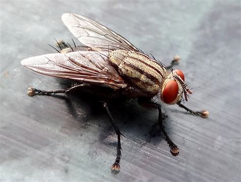 fly household pest  environmental hero scienceline