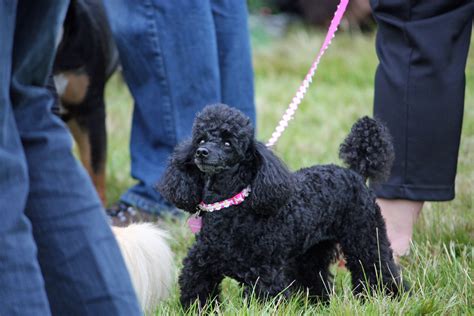 cute black poodle dog  stock photo public domain pictures