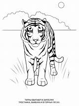 Animals Coloring Wild Pages Print Animal Kids Tiger Cheetah sketch template