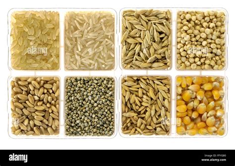food grains rice barley jowar wheat bajra paddy rice  corn  square
