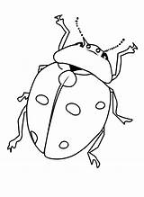 Kolorowanka Insects Owady Biedronka Kolorowanki Malowanka Bugs Beetles Owadami Printcolorfun Ladybug Druku Bestcoloringpagesforkids Owada sketch template