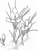 Crocus Coloring Pages Flower Saffron Printable Disegno Flowers Supercoloring Da Prairie Drawing Getdrawings Categories Scegli Bacheca Una Fiori sketch template