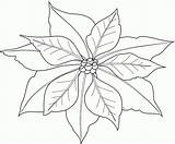 Poinsettia Printable Template Coloring Popular sketch template