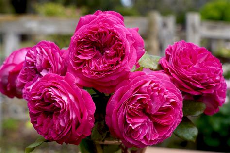 delightful parfuma melvilles roses