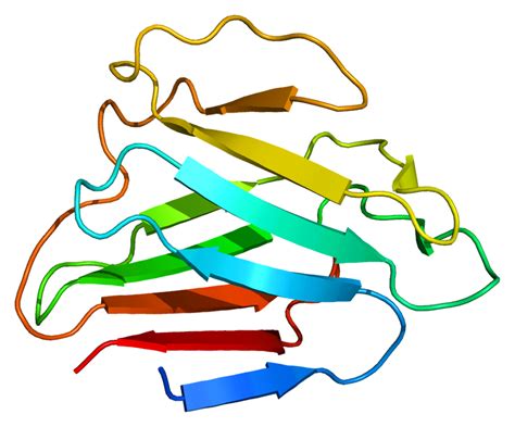 fileprotein lmna pdb ifrpng wikimedia commons