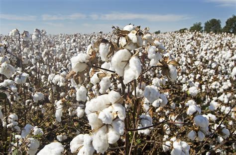 california cotton fields  cotton  climate beneficial regeneration international