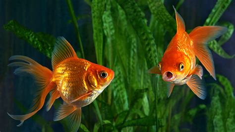 bbc world service  thought show  attention span   goldfish