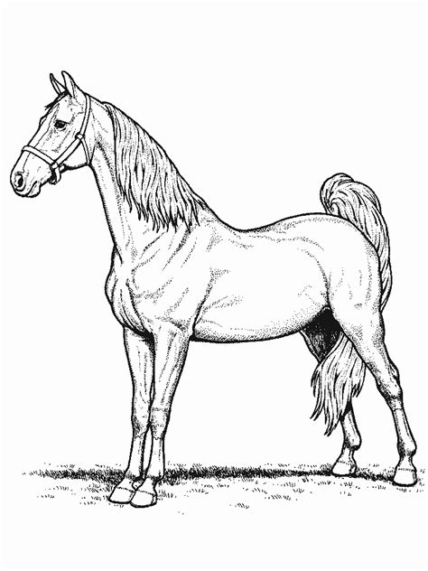 horse coloring pages coloringpagescom