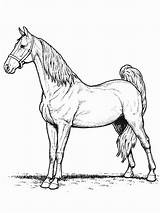 Paarden sketch template