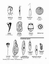 Protozoa Dichotomous sketch template