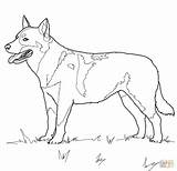 Coloring Pages German Shepherd Dog Realistic Popular Dogs sketch template
