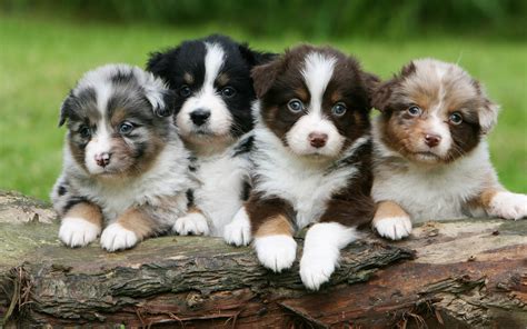 Download Wallpapers Australian Shepherd Small Puppies 4k Cute