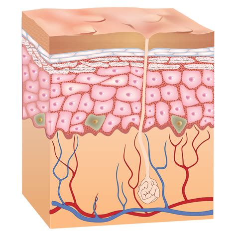 skin clipart skin layer skin skin layer transparent     webstockreview