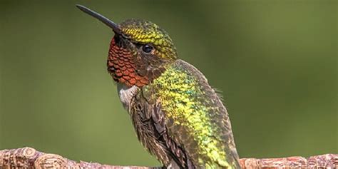 merawat burung kolibri ninja mabung  mudah