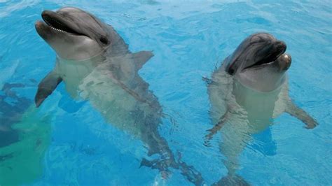 delfine nutzen geheimcodes um sich untereinander abzusprechen welt