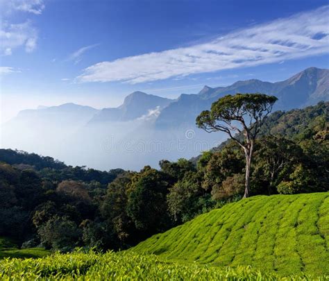 panorama  tea plantation  munnar kerala india stock photo image  outdoor freshness