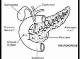Pancreas Draw Liver Healthiack Bladder sketch template