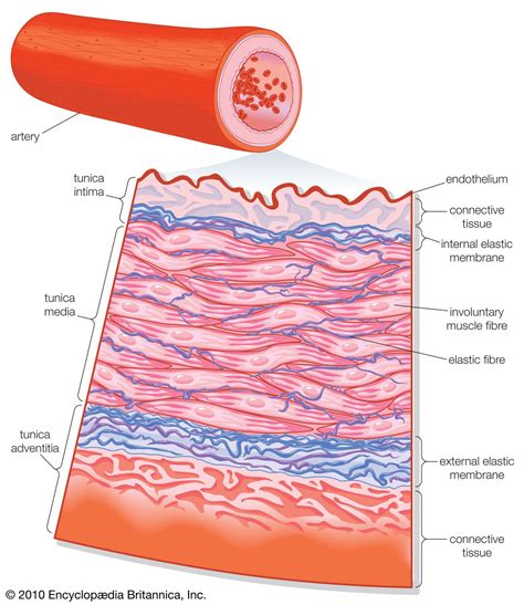 artery structure function types britannica