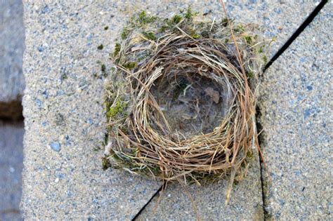 chickadee nest bird readytm
