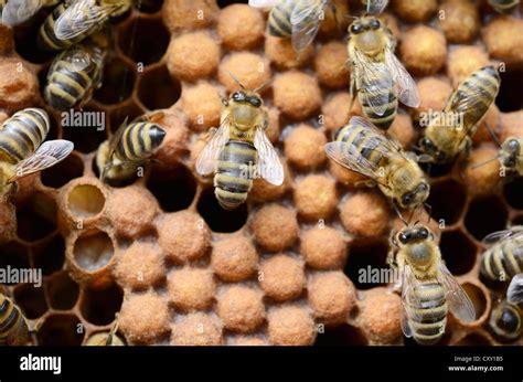 honey bees apis mellifera worker bees  capped drone brood cells stock photo royalty