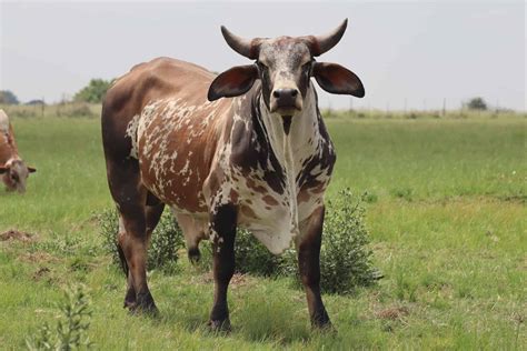 nguni cattle animal facts bos taurus   animals