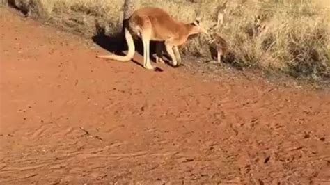 dumpertnl kangoeroe ontmoet babys