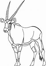 Antelope Gemsbok Oryx Clipartmag Cartoon Walking Wecoloringpage sketch template