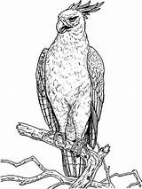 Coloring Pages Hawks Hawk Birds Atlanta Bird Printable Trending Days Last sketch template