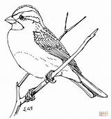 Sparrow Sparrows Throated Gorrion Colorare Sheets Gorrión Adult Supercoloring Bluebird Crowned sketch template