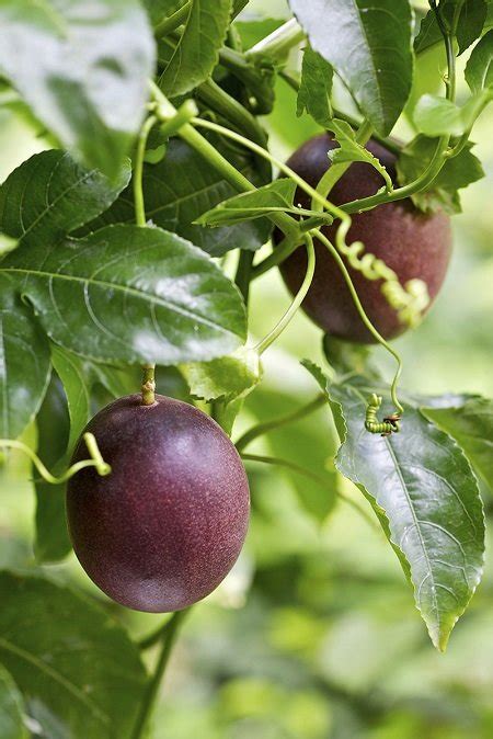 How To Grow A Passion Fruit Tree Fruit Trees