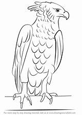 Eagle Harpy Drawing Draw Prey Bird Step Animals sketch template
