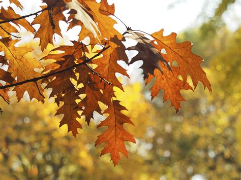 images branch sunlight fall season maple tree maple leaf
