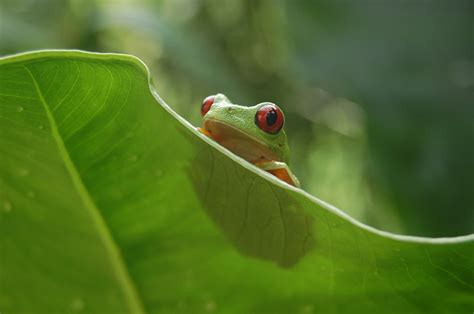 red eyed tree frog amphibian rescue  conservation project