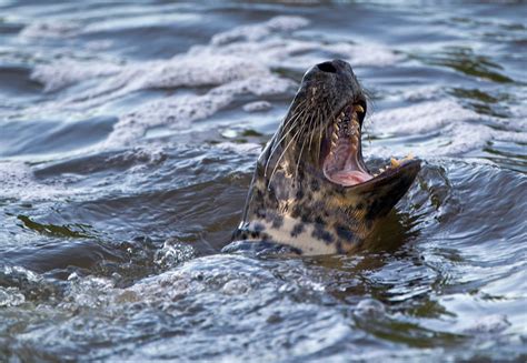 incredible animal sightings   river severn
