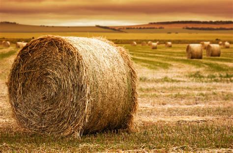 woman dies  hay bale accident  montana ranch agdaily