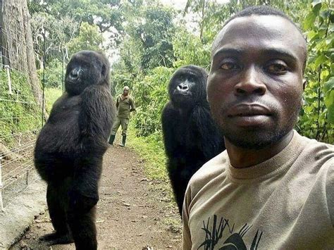 mountain gorilla famous   selfie  died   caretakers