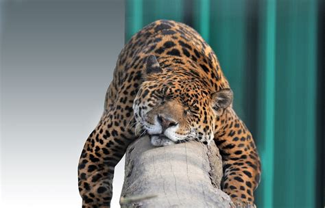 jaguar steckbrief aussehen verbreitung lebensweise fortpflanzung