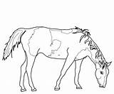 Horse Paint Coloring Pages Grazing Pinto Horses Miniature Color Printable Print Sketch sketch template