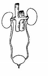 Excretory Worksheet Urinary Unlabelled Bladder Urethra Kidney Renal Ureters Wikieducator Libretexts Vena Vein Artery Caudal Sphincter Cava sketch template