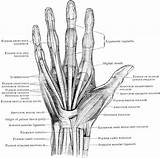 Hand Anatomy Left Human Bones Muscles Diagram Tendons Ligaments System Bone Muscle Structure Muscular Wrist Tendon Etc Clipart Drawing Medical sketch template