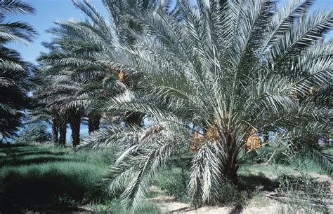 cut fronds  frond stubs   date palm tree ehow